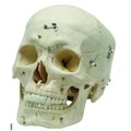 Denoyer-Geppert Anatomical Model, 14 Part Demo Skull SK14